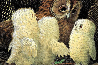 400x293_OwlBabies (1) Owl babies